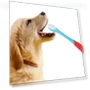 Thumbnail Dual Head Toothbrush for Pets — Toothbrushes