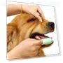 Thumbnail Finger Toothbrush for Pets — Brushes