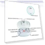 In-ear Hearing Aid Sound Amplifier — Hearing Support, KAIXINWEI