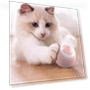 Smart Dog Toys — Automatic Launchers, Boyhood