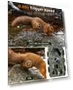 Thumbnail Trail Camera — Outdoor & Wildlife Cameras, EBXDW