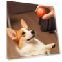 Automatic Moving Jumping Rolling Smart Ball Toy — Balls, Home Furnishing Department Mall