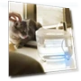 Automatic Cat Filter, Silent Pump Water Bowl — Feeders, Jinkuinduy