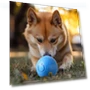 Self-driving Jumping Ball — Automatic Launchers, Pet park